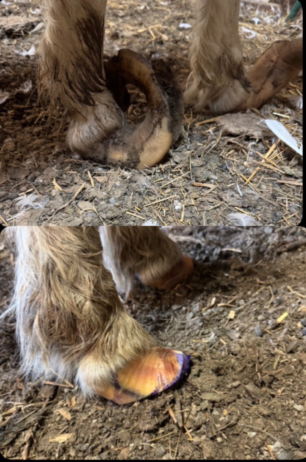 Horse hooves before trimming with long, curled hoof walls at the top, and after trimming at the bottom
