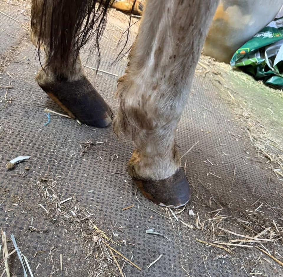 Horse hoof before and after barefoot trim